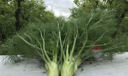 La Boite à Herbes - Mini Fenouil Bio