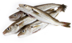 Godaille de l'Armement Cherbourgeois - En Direct du Bateau - Merlan Vidé – Lot 1 Kg