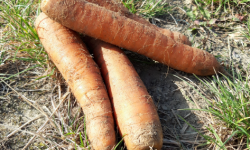 Le Châtaignier - Carottes sable - 5 Kg