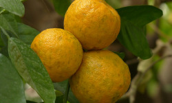 Le Panier du Producteur - Orange Amère - 1kg