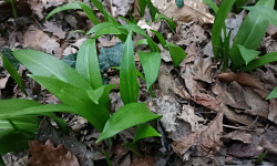 Rébecca les Jolies Fleurs - Herbes fraiches : Ail des ours