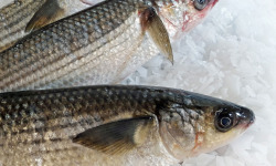 Le Panier à Poissons - Mulet Noir Vidé 900g