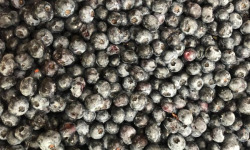 La Ferme des petits fruits - Myrtilles bio pour confiture 3 kg