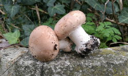 Champignons Bio du Sud Ouest - Champignons de Paris brun Bio – taille moyenne - entiers - 500gr