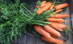 Ferme du Mont de Cuy - Carottes