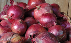 La Ferme du Polder Saint-Michel - Oignons Rouges Bio