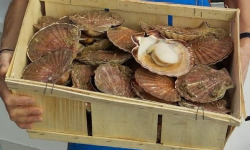 Armement Thaïs Léo - Coquille Saint Jacques Vivante Bretonnes - 6kg