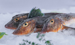 Côté Fish - Mon poisson direct pêcheurs - Grondins 500g