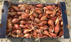 Maison Quéméner - Echalotes Traditionnelles - 2kg