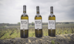 Château Jouvente - Vin de Graves blanc - Verticale de Château Jouvente 2018  2019  2020