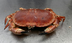 Les Viviers de Porsguen - Tourteau cuit à l'eau de mer - 600 g