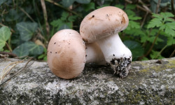 Champignons Bio du Sud Ouest - Champignons de Paris Bio - petits - 500gr