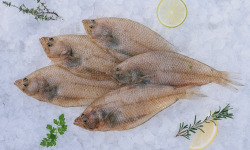 Côté Fish - Mon poisson direct pêcheurs - Limandes 500g