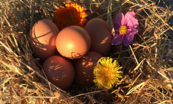 Ferme Sinsac - Oeufs Fermiers de Poule de Gasconne