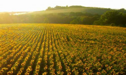 Les Vergers De Tailhac - Huile vierge de Tournesol