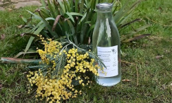 Rébecca les Jolies Fleurs - Sève de Bouleau fraîche 1l