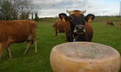 La Ferme de l'Abbaye - Fromage d'Abbaye : La Royale Du Berry - 9 Kg