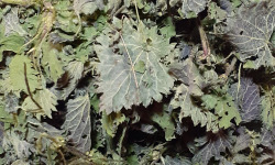 Rébecca les Jolies Fleurs - Poudre d'orties sauvage