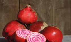 La Ferme du Polder Saint-Michel - Betterave Chioggia Bio