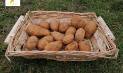 Au bon Jardinet - Pomme De Terre Binjte