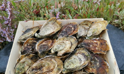 Gambas Impériales de France - Huîtres Spéciales de Claire Charente Maritime N°2 - 3 douzaines