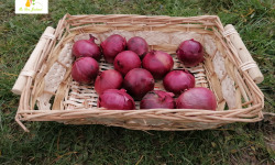 Au bon Jardinet - Oignons Rouges Karmen X 1kg