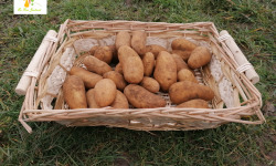 Au bon Jardinet - Pomme De Terre Amandine 1kg