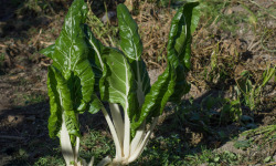 Le Châtaignier - Blette - 1kg