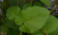 Le Jardin des Antipodes - Feuilles De Poivrier Fraîches