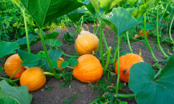 Les Jardins du CEP - Sève du Jardin - Courge potimarron