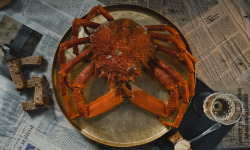 Thalassa Tradition - Araignée de Mer Cuite Normandie - 1,5 kg