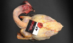 Volaille noire d'Astarac-Bigorre - Poule pour le pot "Noire d'Astarac-Bigorre" - 1,7kg