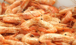 Ô'Poisson - Crevettes Roses De Pays Cuites (petites) - Lot De 500g