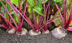 Les Jardins du CEP - Sève du Jardin - Bettraves crues