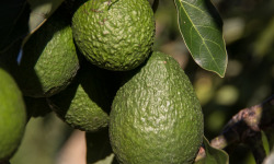 Graines Précieuses - Houmous À L'avocat Et Zeste De Citron Vert Bio