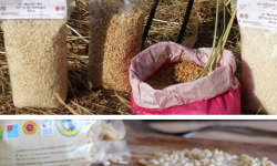 Les Délices du Scamandre - Riz Bio "Manobi" IGP Riz de Camargue : Semi-complet 10kg et Complet 10kg