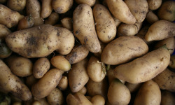 Le Jardin des Gallines - Pomme De Terre (amandine), 1 Kg