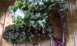 Ferme du Mont de Cuy - Chou Kale