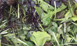 Ferme Sinsac - Mesclun de jeunes pousses de salades Bio