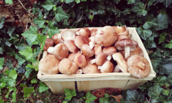 Champignons Bio du Sud Ouest - Shiitake Bio - 500gr