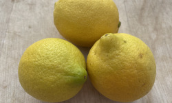 Le Potager de Sainte-Hélène - Citron primofiori bio de Sicile x 3