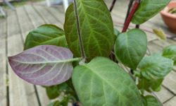 Rébecca les Jolies Fleurs - Herbes fraiche : Plante à fromage