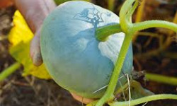 Le Jardin des Gallines - Courge Bleue de Hongrie BIO