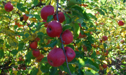 La Boite à Herbes - Pomme pink cripps - 3kg