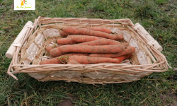 Au bon Jardinet - Carottes Un Goût Prononcé Et Délicieux 1kg