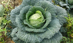 Les Jardins du CEP - Sève du Jardin - Choux de Milan