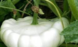 Au bon Jardinet - Pâtisson Couronne Impériale - Vendu À La Pièce