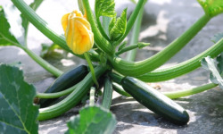 La Boite à Herbes - Courgette 500g Bio