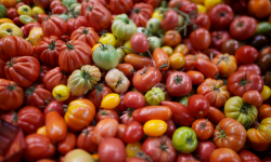 Pour de bon - Tomates Anciennes