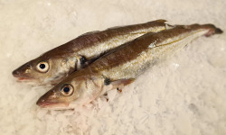 Le Panier à Poissons - Merlan vidé  3/500g par pièce, lot de 2 pièces